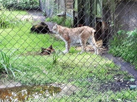 Le lynx