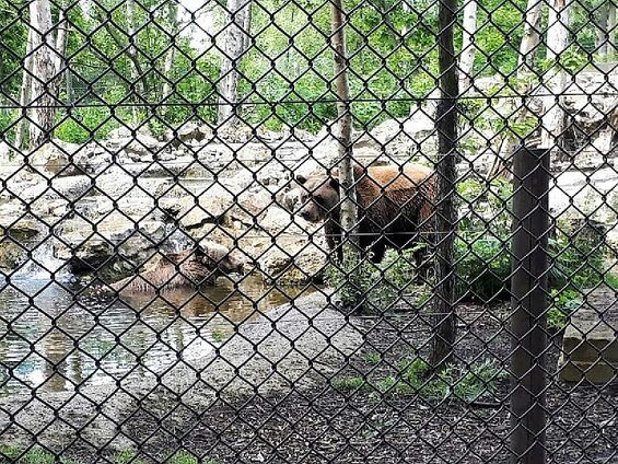 Les ours bruns