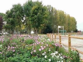 Prairie fleurie